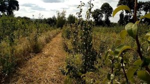 Потенциал груши на подвое S1