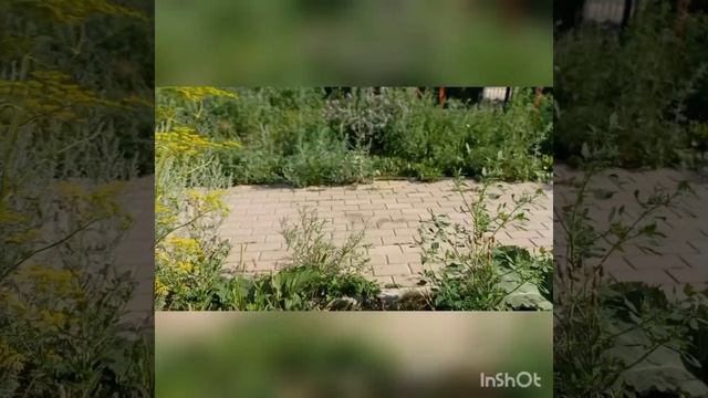 Пранк над Кабаном.mp4