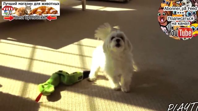 В чем отличие котов от собак смотреть онлайн