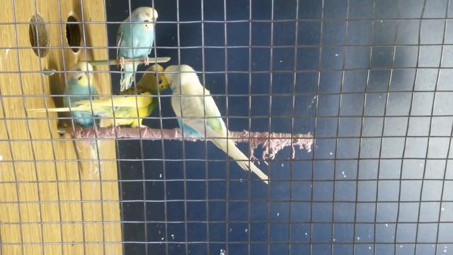 СПАРИВАНИЕ ВОЛНИСТЫХ ПОПУГАЕВ