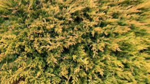 Можжевельник Лайм Глоу 13 лет. Замер. Изменение цвета по сезонам