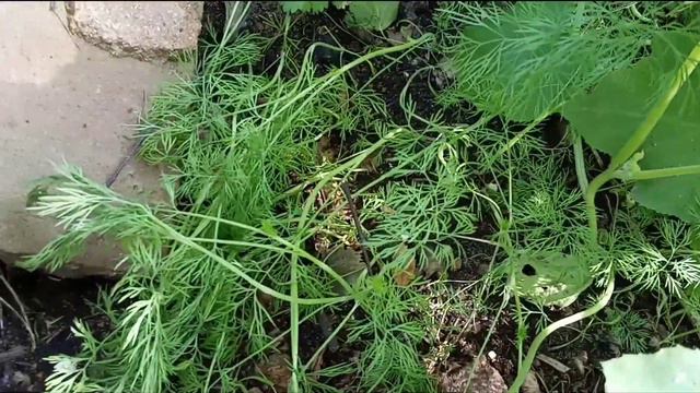 МОЙ ОГОРОДИК ПОСЛЕ 4 ДНЕВНОГО ПОХОЛОДАНИЯ И ДОЖДЕЙ! Я РАССТРОЕН! смотреть онлайн