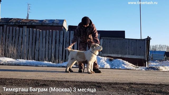Тимерташ Баграм (Москва) 3 месяца сын Вивы и Хазара Вопросы по +79048881825 viber WhatsApp или на смотреть онлайн