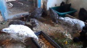 цыплята доминант д 959 серо-крапчатый 2 месяца