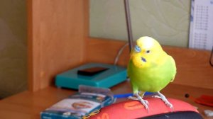 Уроки музыки для попугая Тоши//Смешной волнистый попугай