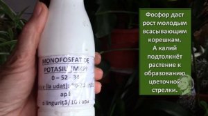 КЛИВИЯ НЕ ЦВЕТЁТ,  ЧТО ДЕЛАТЬ?!