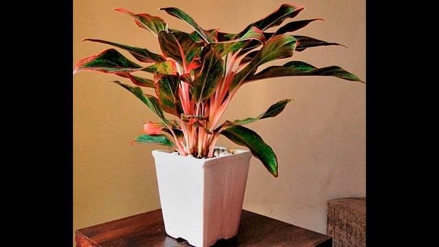 Аглонемы с красными и розовыми листьями. Уход за аглаонемой.