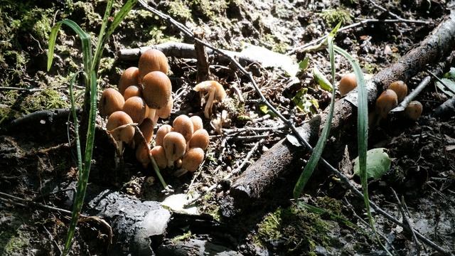 Цветочки бородатого ботаника... Или что кроме рыб и мух должен знать нахлыстовик!,? смотреть онлайн