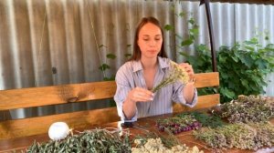 Как сушить и хранить травы для чая