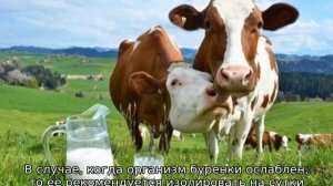 Когда корова дает молоко