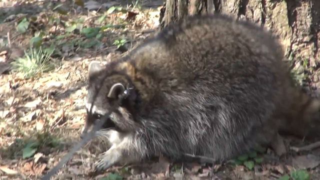 ЕНОТИК ВИТА НА ПРОГУЛКЕ 2.)