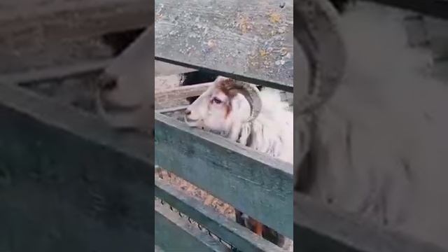 Дикое ранчо))))))))) смотреть онлайн
