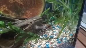 Аквариум 50 литров. Запуск. Краткий обзор.