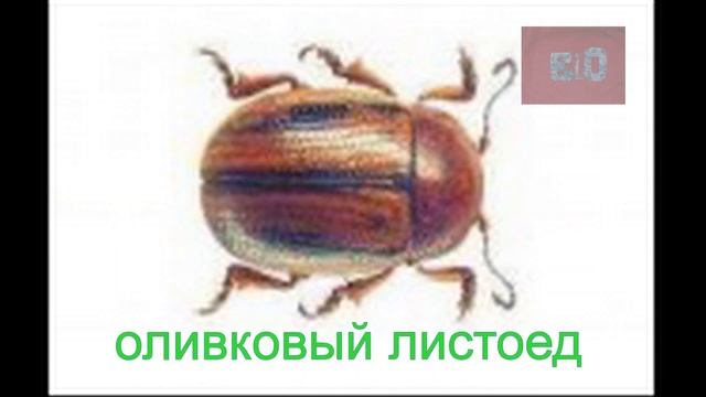 КРАСНАЯ КНИГА БЕЛАРУСИ.НАСЕКОМЫЕ смотреть онлайн