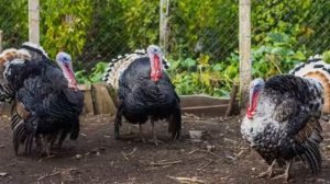 Разведение индюков как бизнес идея