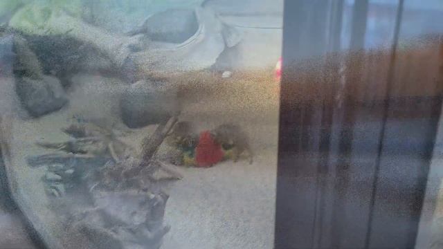 Московский зоопарк. У крокодилов??? смотреть онлайн