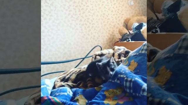 Кот бокоход смотреть онлайн