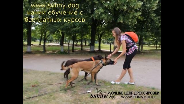 Практика. Как дрессировать двух собак ? Две собаки дома и на улице - обучение и воспитание. смотреть онлайн