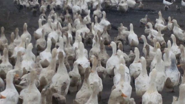 Птицеферма Новая Мака ,Дагестан .Утки смотреть онлайн