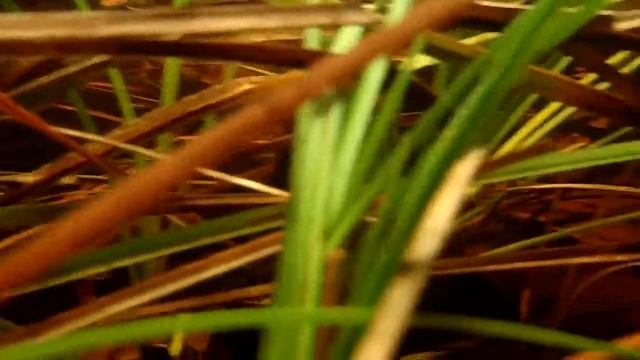 Hemigrammus erythrozonus - vuurneon смотреть онлайн