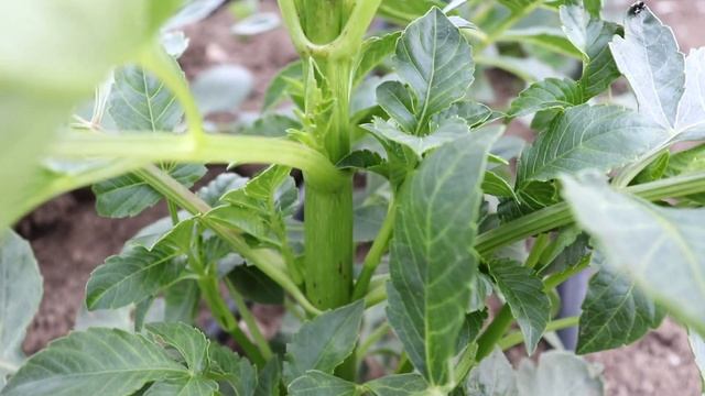 Growing Dahlias: How To Pinch For More Blooms смотреть онлайн