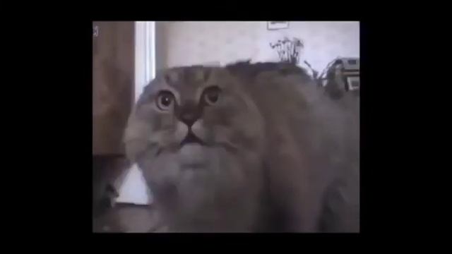 КОТИК ПОЁТ СО ЗВЁЗДАМИ NO NO NO OH JOHN JOHNSON смотреть онлайн