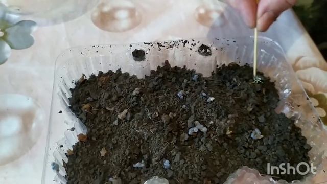 НЕ САЖАЙТЕ СЕМЕНА, ПОКА НЕ ПОСМОТРИТЕ ЭТО ВИДЕО!!! смотреть онлайн