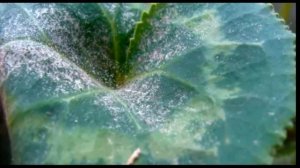 Цикламен (Cyclamen) Паутинный клещ на цикламене