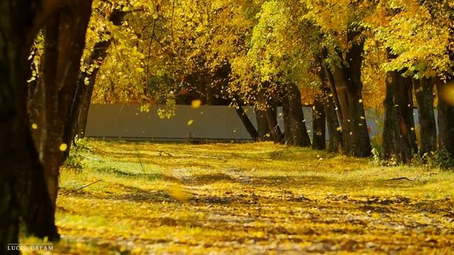 "Ноябрьский осенний лес" Красивая расслабляющая осенняя музыка, мирная успокаивающая музыка смотреть онлайн