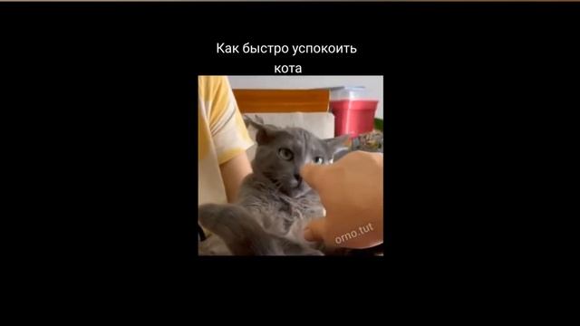 Лучшие приколы с животными №1 смотреть онлайн