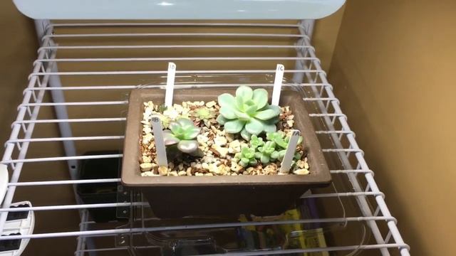 HOW FAR SHOULD MY LIGHT BE FROM MY PLANTS? смотреть онлайн