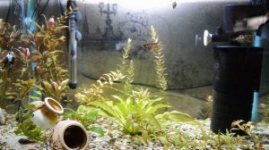 Знакомство с Шоколадным Гурами