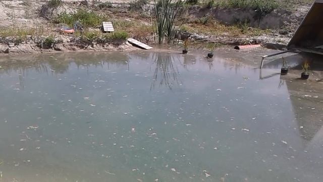 чистая вода - голубое озеро, питомник роз полины козловой rozarium.biz смотреть онлайн