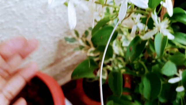 Clematis /Ranjai Scented Permanant Haevy Flowering Vine,1041🌿🥀 Grow n Care смотреть онлайн