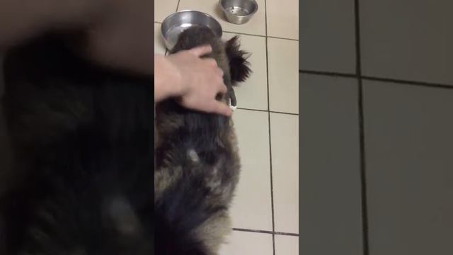 Котея хозяева принесли на усыпление в ветклинику. Врачи вылечили его и сейчас ему очень нужен дом. смотреть онлайн