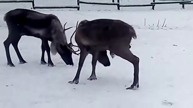 Оленья ферма смотреть онлайн