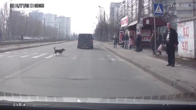 Законопослушный и сознательный пешеход смотреть онлайн