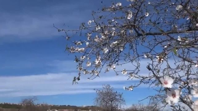 Весна в Испании, в январе цветет миндаль на Коста Бланке, погода смотреть онлайн