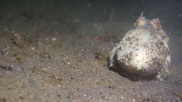 #octopus Осьминог против Угря. Битва октопуса с угрем.