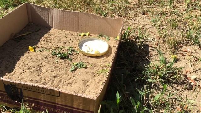 May 12, 2020. Черепашка Люси на даче