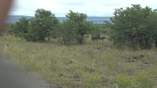 Kruger National Park: one of the most famous parks on the planet смотреть онлайн