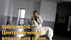 Кто лучше - (Маремма) абруцкая овчарка или азиатская овчарка (азиат)?