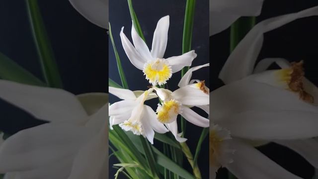 순란 Thunia marshalliana смотреть онлайн