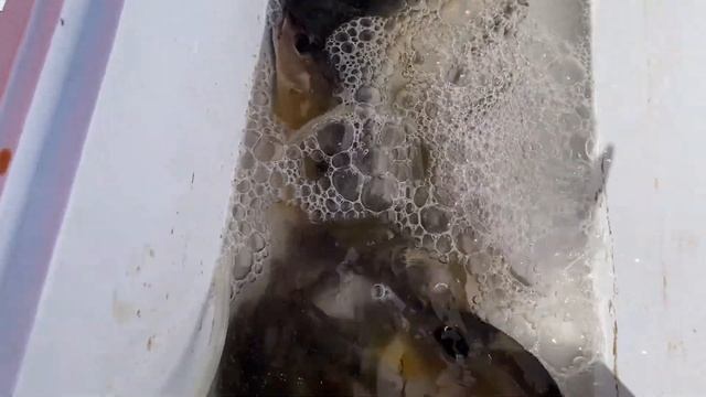 Провальная рыбалка на Хайнане - мы довольны! смотреть онлайн