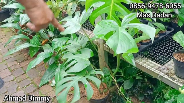 UPDATE TANAMAN HIAS KOLEKSIAN VARIGATA JENIS SCINDAPSUS SP DAN RAPHIDOPORA