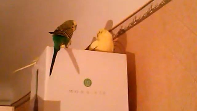 Попугаи собрались на сходку смотреть онлайн