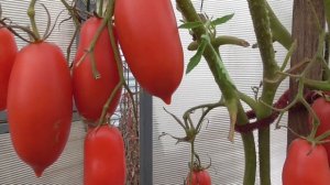 ТОМАТ "АЛЫЕ СВЕЧИ" В КОНЦЕ СЕНТЯБРЯ. Ольга Чернова.