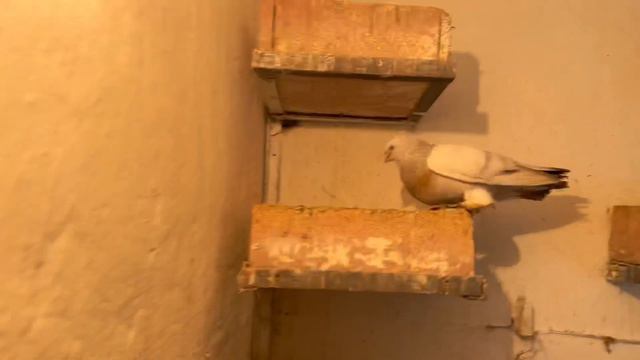 В гостях у голубевода Дильшод Город Душанбе Таджикистан 🇹🇯. смотреть онлайн