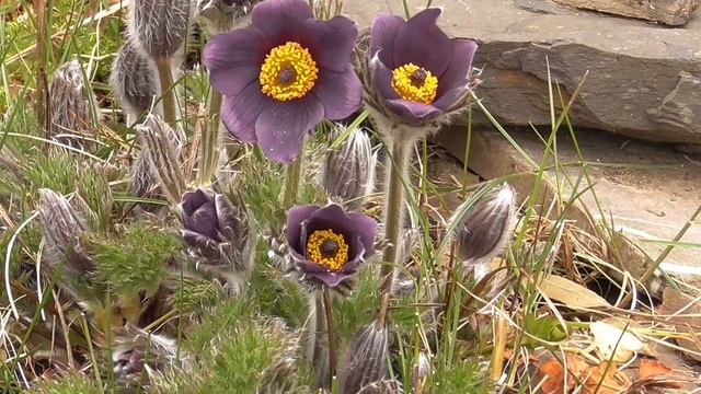 Kuhschelle (Pulsatilla vulgaris) time lapse - Zeitraffer смотреть онлайн