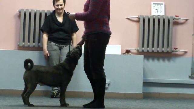 ринговая подготовка смотреть онлайн